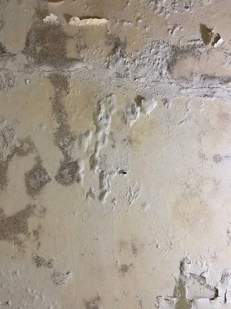 Best Mold Cleaning Services  in Peotone, IL