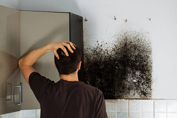 Best Mold Removal Process  in Peotone, IL